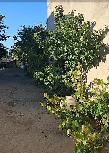 razinde bina evleri: Kənd təsərrüfatı — 1