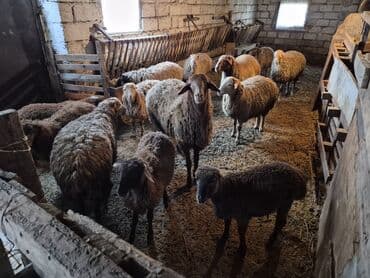 şpits qiyməti: 15 balalı qoyun satlırr iri quzularla qiymət razılaşma yolu iləə — 8