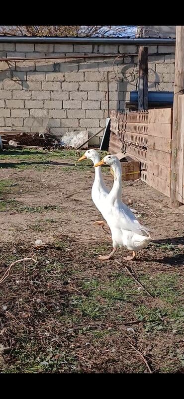 Digər heyvanlar: Pinqivin ördeklər Satılır ölkemizde cox az sayda nadir hallarda — 3