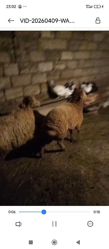 qoyun bazari: 2qoyun 2bala qoyun bir 3 qarin doğub balsin 15 kilo et var obri qoyun — 3