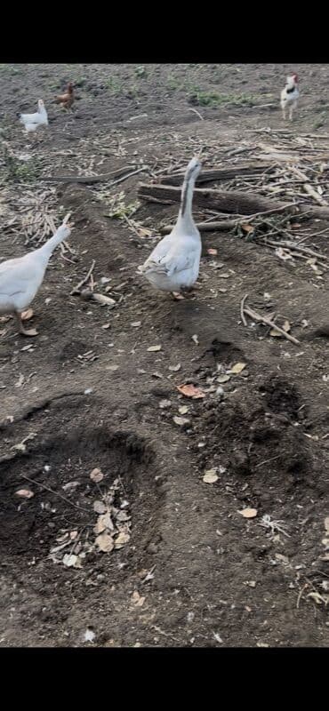 Pişiklər: Satılır: Ağ qazlar - Cins: Yerli ağ qaz - Rəng: Tam ağ, bəzilərində — 2