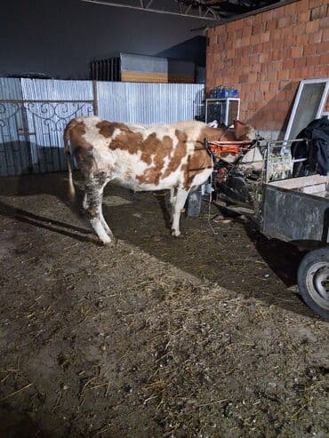 Dişi, Simental, il: 6, Südlük, Ünvandan götürmə