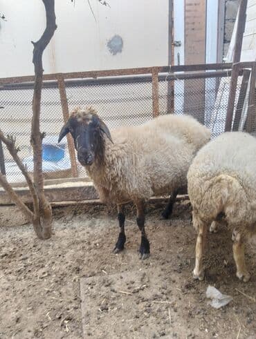 simmental inək cinsi: Dişi, il: 4, 60 kq, Ətlik, Ünvandan götürmə — 6