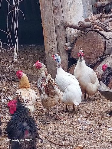 Məhsul: Qviniya quşları (hind toyuğu deyil), müxtəlif rənglərdə sürü