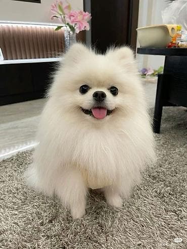 qurdbasar balasi satilir: Şpitz, Dişi, Peyvəndli — 1