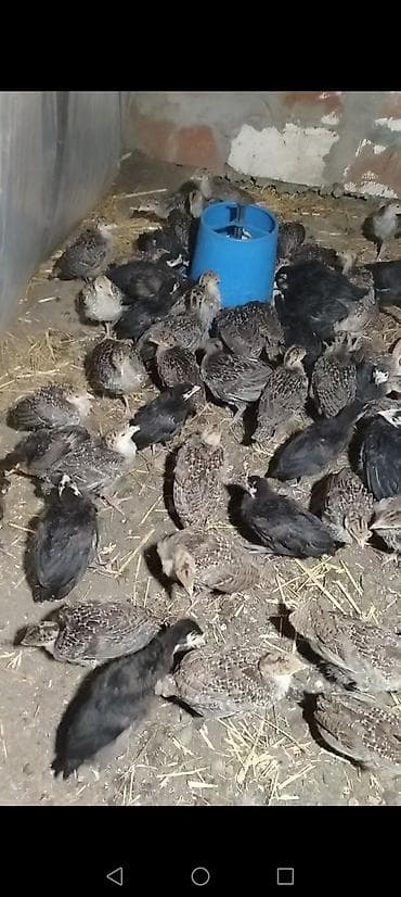 Dişi, Kanada, Ətlik, Ödənişli çatdırılma