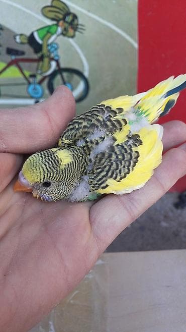 su qabı: Məhsul: Dalmatialı və sarı-yaşıl rəng çalarlarında dalğalı araquşlar — 3