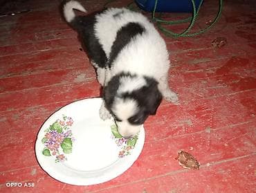 ev pişikleri: Alabay və Qurdbasar qarişig Təsvir: - Şirin, tüklü it balaları — 3