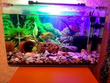 Dördbucaq akvarium, Balıqlarla birlikdə, 25 l, Ünvandan götürmə