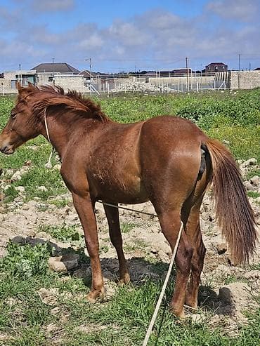 heyvanlar quba: 9 ayliq At cavandi yorğadi. real alanar buyursun ünvan ramani — 3