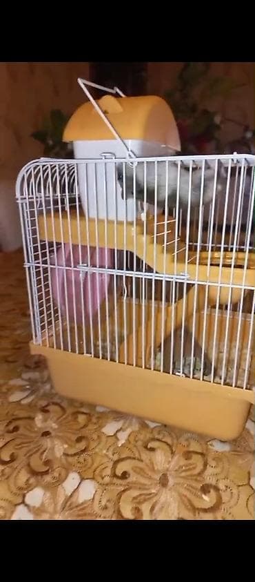 ev sicani: Hamster və kiçik gəmiricilər üçün tam dəst qəfəs - Kompakt iki — 3