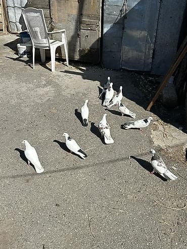 quşlar: Kom 10
Manatdan — 1