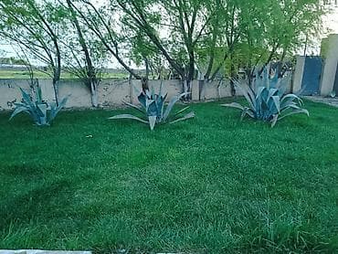 mal dili bitkisinin faydaları: Yasəmən ağacları dioçəkdə satılır biri 15₼. Kaktus formasında olan — 2