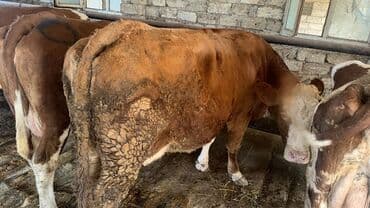 en cox sud veren inekler: Inekler satılır qiymət fərqlidi 18 litrdən 30 litrə kimi balali.da var — 4