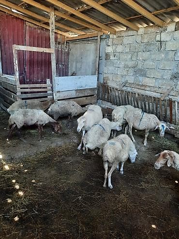 kiçik heyvanlar: Qoyunlar – yerli növ Təsvir: - Şəkillərdə təsərrüfat şəraitində — 6