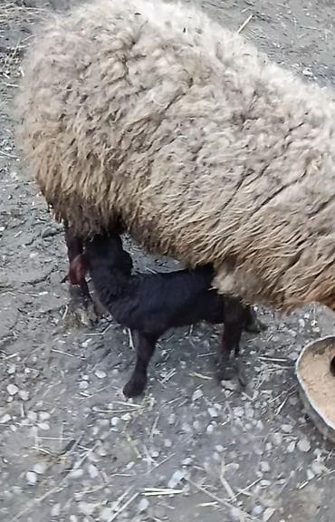 inəyin öd daşı: Qarabaş rəngli ana qoyun – quzu ilə birlikdə - Cins: yerli ət-yun — 3