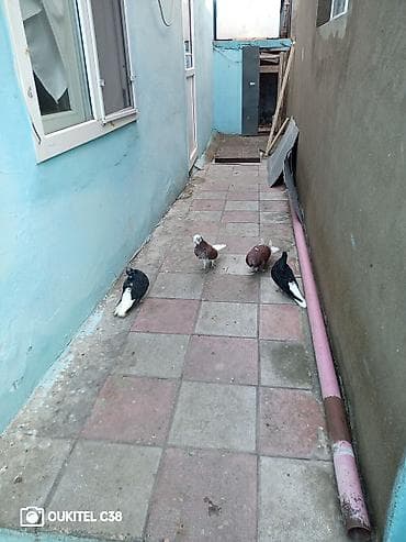 Qiymət 4 dünə aidi 2 maya 2 Erkey erkeyler babayevisqidi mayalar təmiz