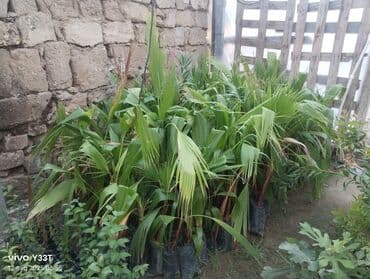 palma agaci satilir: Müxtəlif ölçülərdə palma fidanları bağ, həyət və ya digər açıq — 1