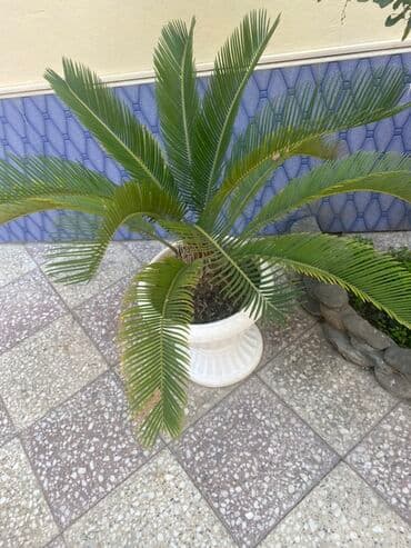 cekas palma: Saqo palmı (Cycas revoluta) – dekorativ qapalı/açıq məkan üçün iri — 3