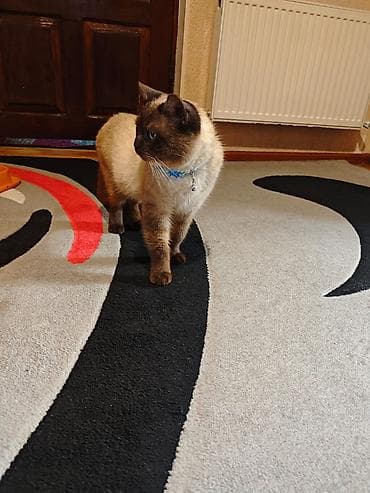 böyüməyən pişiklər: Siam, Erkək — 1