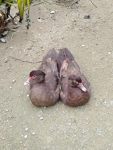 Amerkan Öküz Cinsi qırmızı Lal Ordeylerin 1aylig Cuceleri Satılır lalafo.az -da Amerkan Öküz Cinsi qırmızı Lal Ordeylerin 1aylig Cuceleri Satılır