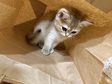 it bazari 2018: Şinşilla, Dişi, Yaxşı əllərə, Ünvandan götürmə, Pulsuz çatdırılma, Rayonlara çatdırılma — 5