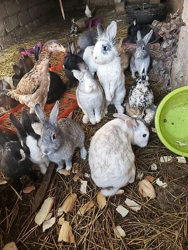 Gəmiricilər: Dovşanlar. damazlıq.hanisin alana endirim olacaq - Boz, ağ, qara və — 4