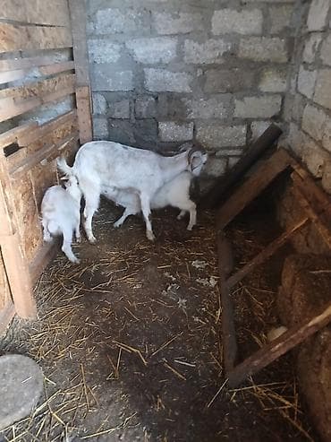 ağ quyruğ: Südlük keçi ailəsi - 1 ana keçi və 2 bala (cəmi 3 baş) - Ağ rəngli — 5