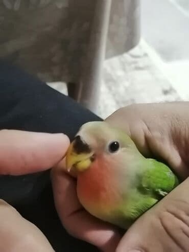 Рыбы: Ele öyrenmis disdemir — 1