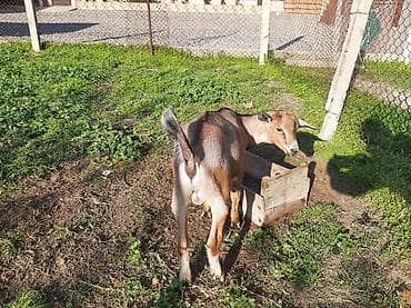 heyvan bazarı: Salam Allah hamının malına bərəkət versin.Alpin-sani — 4