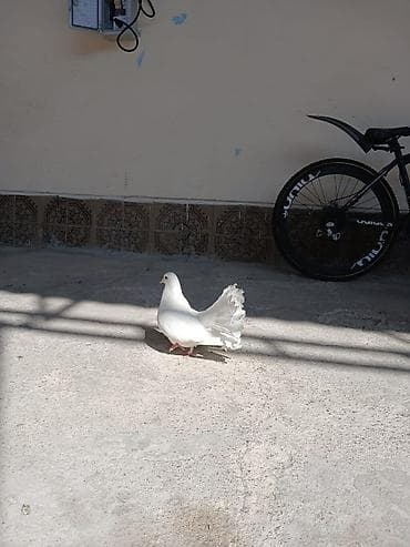 papuqay quş: (Giymet elani reklam elemek meksediyle qoyulub) quslar saglamdi agbasi — 10