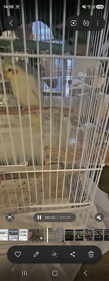 quş adları: Növ: Nimfa tutuquşusu (Cockatiel) Rəng: Açıq sarı/krem, yanaqlarda — 4