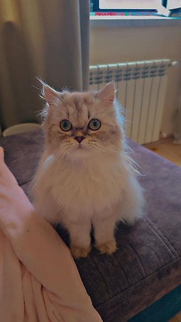 Dişi lalafo.az -da Dişi