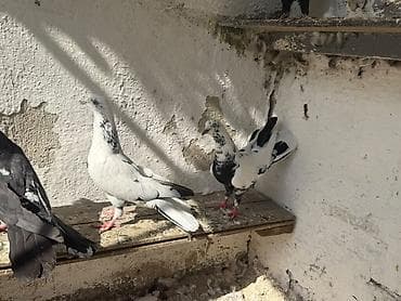 goyercin: Enli quyrug qara ciller hazir cutde var tek erkeyde var tek maya — 6