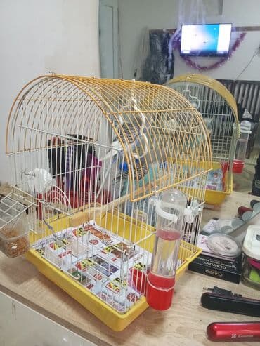 karlik dovsan satisi: Tutuquşu qəfəs aksessuarlari ilə birlikdə verilir . uşaqlara gözəl — 2