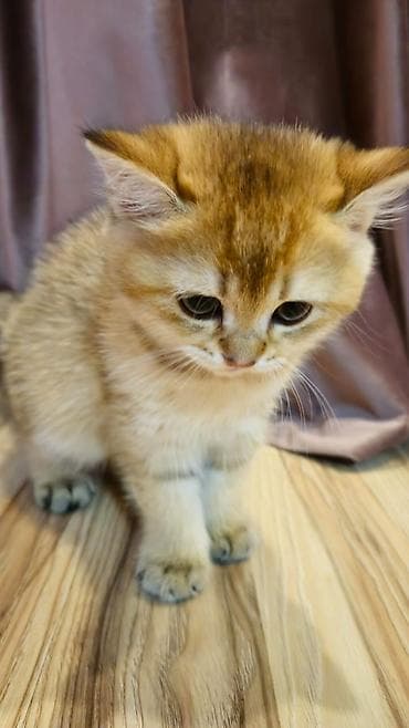 pişiy: Britan — 2