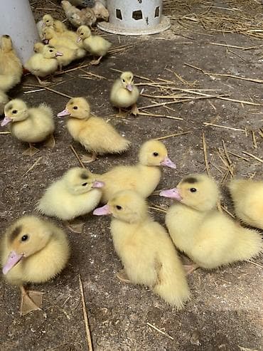 golden satışı: Muscovy (indo) ördək balaları – sarı tüklü, çəhrayı dimdikli, aktiv və — 2