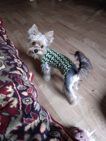 itlər ucuz: Yorkşir teryer, 1 il, Erkek, Cütləşmə üçün — 3