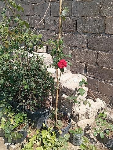 otaq studiya: Fikus elastika (Rezin ağacı) – dekorativ otaq bitkisi - Növ: Ficus — 10