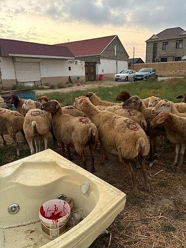 keçi balası: Dişi, il: 1, 40 kq, Damazlıq, Südlük, Ətlik, Ünvandan götürmə — 2