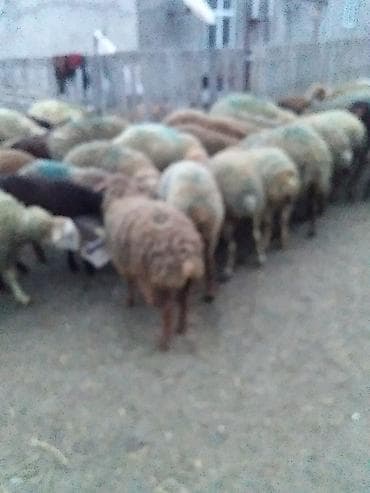 Kəsimlik kök quzular 60 baş Satlıq əlaqə üçün 070 633 66 94 nömürəsi — 2