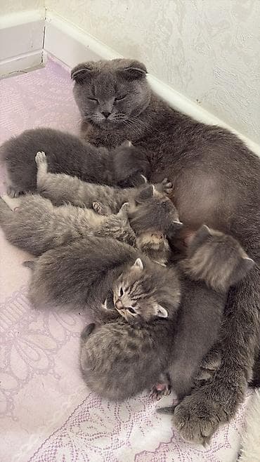 ev heyvanlari: Şotland yastı qulaq — 3