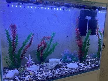 heyvalar: Akvarium-şkaf, Balıqlarla birlikdə, 90 l, Ödənişli çatdırılma, Ünvandan götürmə — 3