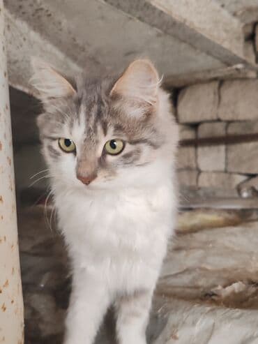 Alfa Romeo: Türk anqora, Erkək, Yaxşı əllərə, Pulsuz çatdırılma — 1