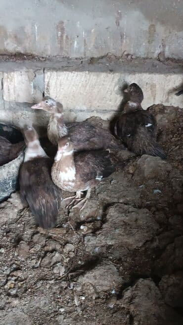 ördək neçə günə bala çıxardır: Satılır: Moskovi ördəkləri (indoutka) - Rəng: tünd qəhvəyi, sinə və — 1