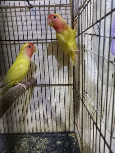 cins ineklerin satisi: Hazır nerazluçniklər satılır. Hal hazırda yuva qururlar. Sağlam iri — 2