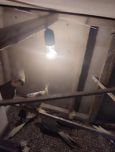 essek sekli: Korella (Cockatiel) cütləri və sürü – satılır - Növ: Korella — 10