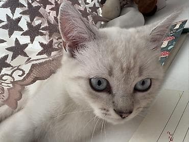 british pişik: Britan, Cütləşmə üçün — 4