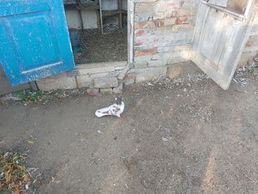 3D panellər: (qarışıq rəng və cinslər) Təsvir:kz guwlarmdir alvercindeyelm - — 5