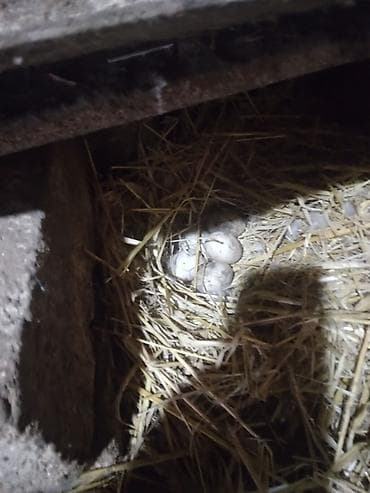 yuxuda ördək balası görmək: Salam bu őrdəklərin mayalı yumurtası var satılır təzə qariçnì sortdu — 2